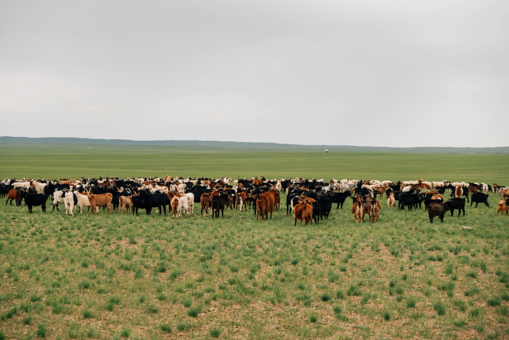 ウランバートル週末 2日間 1